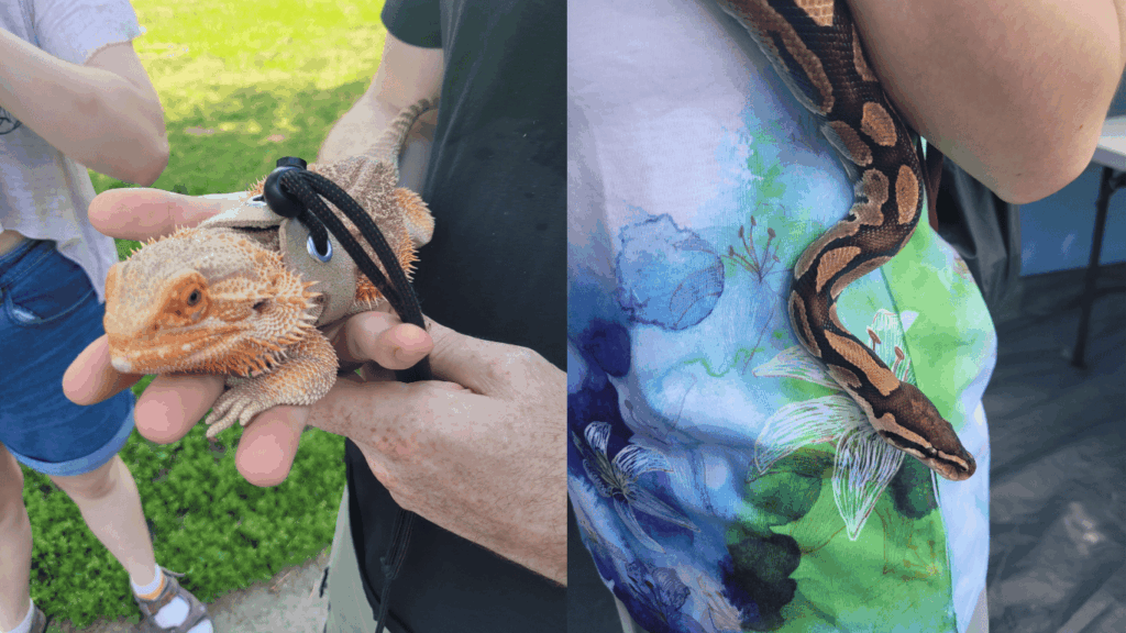 Dragon barbu et serpent